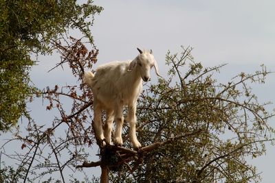 Low angle view of tree standing against clear sky