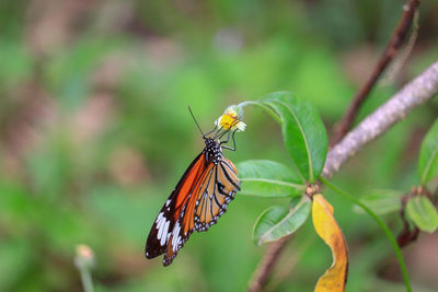 Butterfly pollinating flower