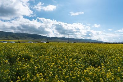 Scenic view of oilseed rape field against sky