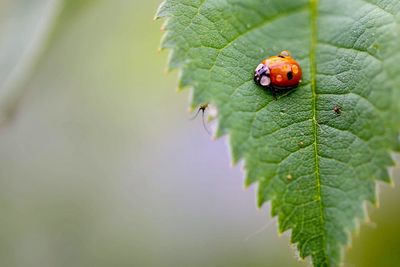 Close-up of ladybug on leaf