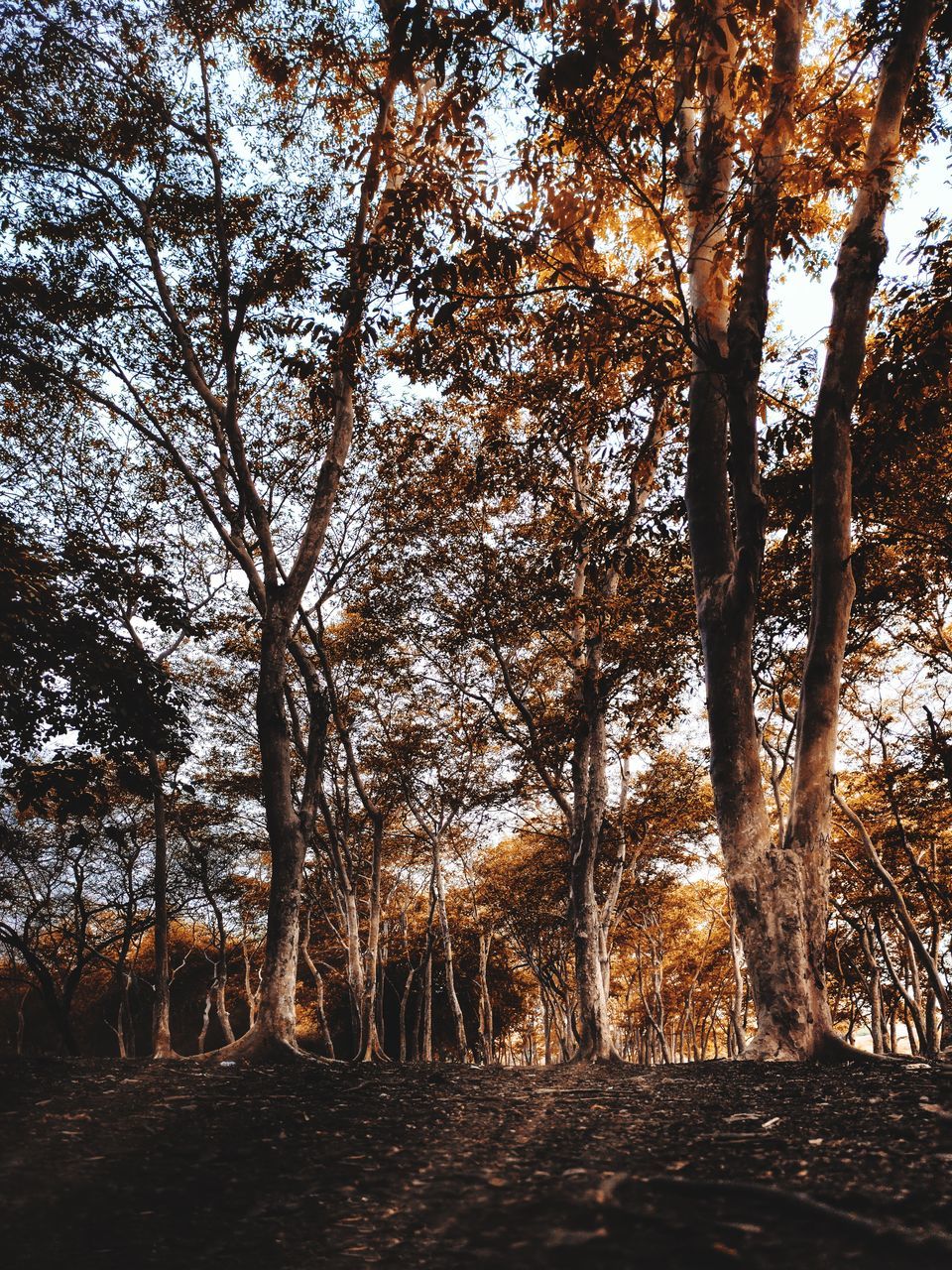 TREES GROWING IN FOREST