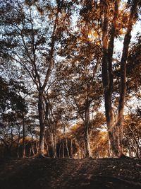 Trees in forest