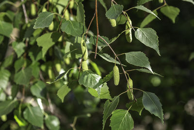 Birch, betula pendula, a young branch of birch with seeds close up.