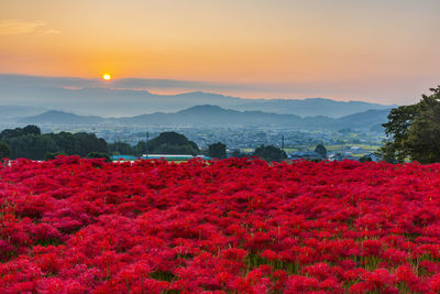 Red flowering plants on land against sky during sunset