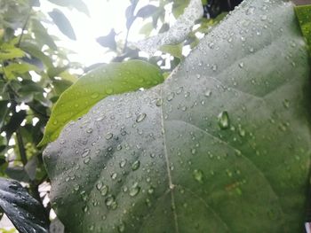 Close-up of wet plant leaves during rainy season