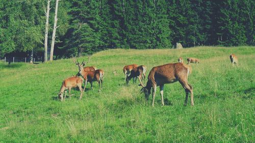 Cows on field