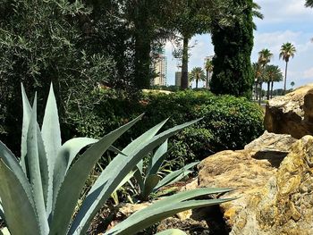 Palm trees growing against sky