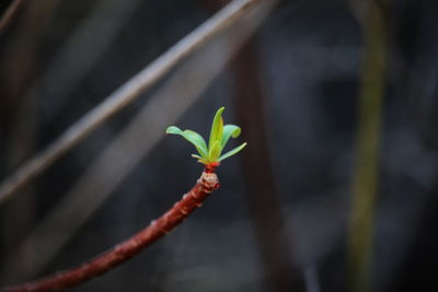 Close-up of small flower on plant
