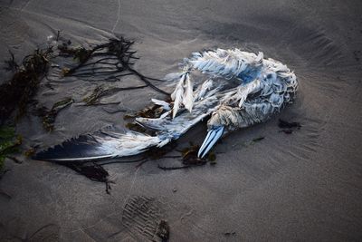 High angle view of garbage on beach