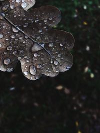 Close-up of raindrops on leaves