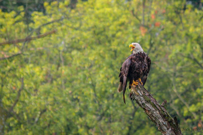 Bald eagle perching on a tree