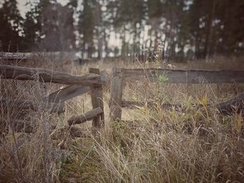 Plants growing on field by fence in forest