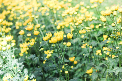 Close-up of yellow flowering plants on field