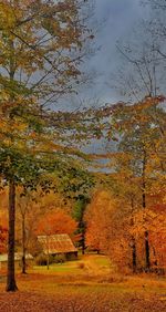 Trees on landscape during autumn