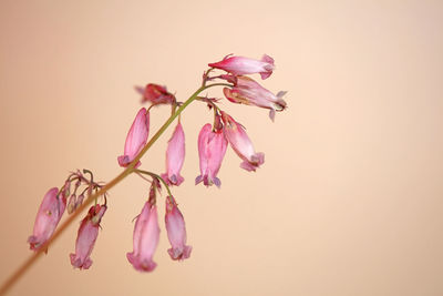 Close-up of pink flowering plant against white background