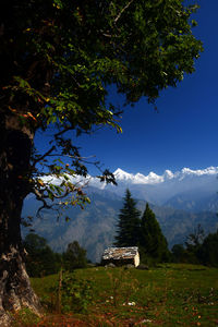 Trees on mountain against sky