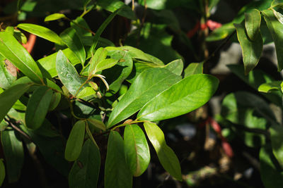 Close-up of insect on leaves