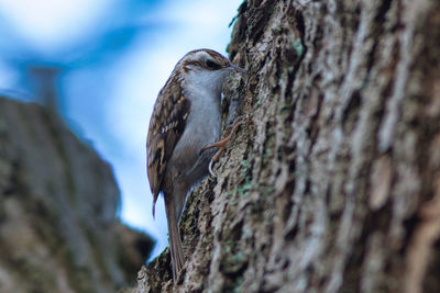 Close-up of bird perching on tree trunk