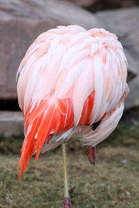 Close-up of bird