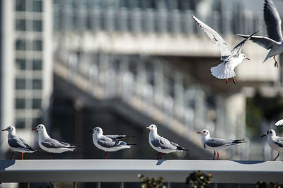 Seagulls flying