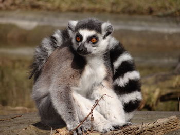 Close-up of lemur sitting down