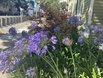 Close-up of purple flowering plants