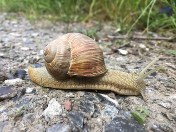 Close-up of snail