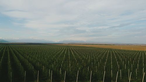 Scenic view of field against cloudy sky