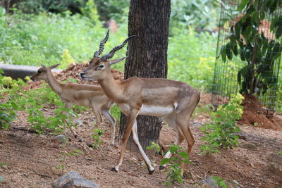 Deer standing in a forest