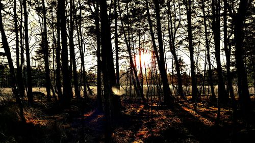 Sun shining through trees in forest