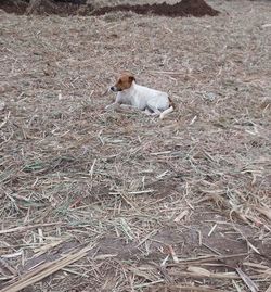 High angle view of dog on grass