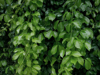 Full frame shot of green leaves