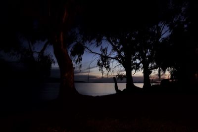 Silhouette of trees at lakeshore