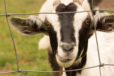 Portrait of goat behind fence on field