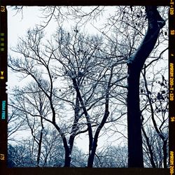 Bare trees against sky