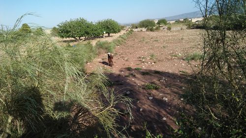 View of an animal on land