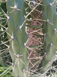 Close-up of prickly pear cactus