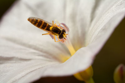 Close-up of insect on flower