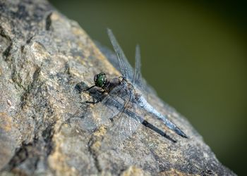 Close-up of insect on rock