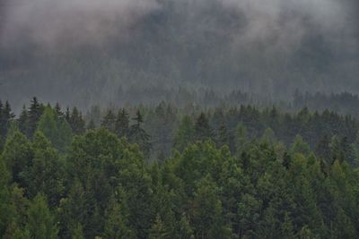 Pine trees in forest