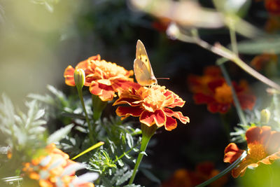 Close-up of butterfly pollinating on flower