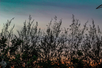 Plants and trees in forest during sunset