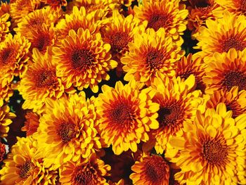 Full frame shot of yellow flowers