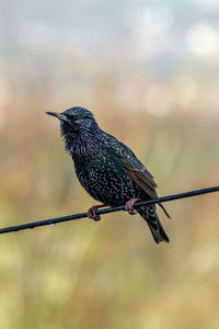 Close-up of starling on wire