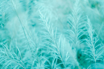 Close-up of feather against blue sky
