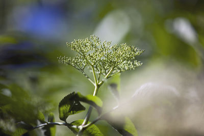 Close-up of plant