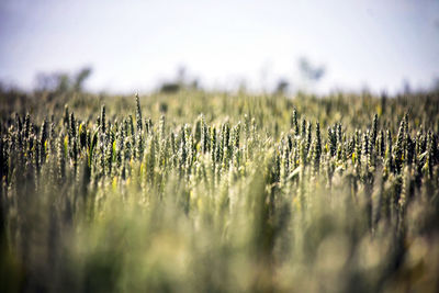 Surface level of crops on field against sky