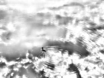 High angle view of ducks swimming in lake