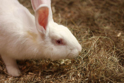 Close-up of white cat lying on field