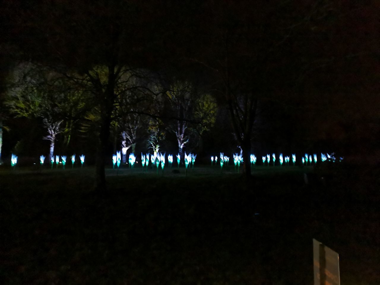 SILHOUETTE OF TREES ON FIELD AT NIGHT